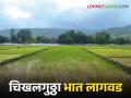 शिराळ्यात दीडशे हेक्टरवर चिखलगुठ्ठा पद्धतीने भातशेती.. काय आहे हि पद्धत - Marathi News | In Shirala, paddy cultivation on 150 hectares using this method | Latest agriculture News at Lokmat.com