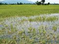 माणगावमध्ये भातशेती झाली आडवी - Marathi News | Paddy cultivation in the Mangaon is horizontal | Latest raigad News at Lokmat.com
