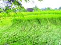 पेण तालुक्यात पावसाने भाताचे पीक जमीनदोस्त; शेतकरी चिंतेत - Marathi News | Rain-fed paddy crop in Pen taluka; Farmers worried | Latest raigad News at Lokmat.com
