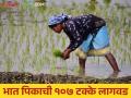 Rice Cultivation : भात पिकाची 93 हजार हेक्टरवर लागवड, ज्वारी, बाजरी लागवड घटली! - Marathi News | Latest news Rice Cultivation Plantation of rice crop on 93 thousand hectares in Nashik district | Latest agriculture News at Lokmat.com