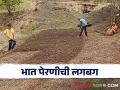 Rice Cultivation : नाशिकच्या आदिवासी पट्ट्यात भात पेरणीला वेग, पेरणी नेमकी कशी केली जाते?  - Marathi News | Latest News How is paddy sowing done in tribal belt of Nashik district see details | Latest agriculture News at Lokmat.com