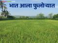 भात पीक फुलोऱ्यात यंदा उत्पादनात वाढीची अपेक्षा - Marathi News | As the paddy crop in flowering this season production is expected to increase | Latest agriculture News at Lokmat.com