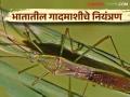 Bhat Gadmashi : भात पिकातील गादमाशीची ओळख व नियंत्रण - Marathi News | Bhat Gadmashi : Identification and control of Gundhi bugs pest in rice crop | Latest agriculture News at Lokmat.com