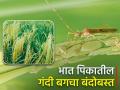 भात पिकातील गंदी बग किडीचे व्यवस्थापन - Marathi News | Management of the stink bug pest in rice crop | Latest agriculture News at Lokmat.com
