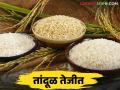 Tandul Bajar Bhav : तांदळावरील निर्यात निर्बंध शिथिल दर वाढले.. वाचा सविस्तर - Marathi News | Tandul Bajar Bhav : Export restrictions on rice eased, rates hiked.. Read more | Latest agriculture News at Lokmat.com