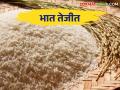 Rice Market : भाताची आवक झाली कमी मिळतोय सर्वाधिक भाव - Marathi News | Rice Market: The arrival of paddy is less and the highest price is being fetched | Latest agriculture News at Lokmat.com
