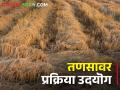 वर्षाला 34 लाख मेट्रिक टन तणसाचे उत्पादन, मात्र शेतकऱ्यांच्या हितासाठी प्रक्रिया उद्योग गरजेचा - Marathi News | Latest News Financial benefit to farmers if processing industry starts on rice paddy | Latest agriculture News at Lokmat.com