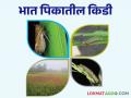भात पिकातील या दोन किडी ठरू शकतात घातक वेळीच करा नियंत्रण - Marathi News | Control these two pests in rice paddy crop can be dangerous | Latest agriculture News at Lokmat.com