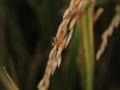 भात पिकातील प्रमुख किडींची ओळख आणि त्यांचे व्यवस्थापन - Marathi News | Identification and management of major pests in paddy crop | Latest agriculture News at Lokmat.com