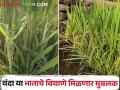 कोकण विद्यापीठाच्या १३५ दिवसांत तयार होणाऱ्या ह्या भात वाणाला शेतकऱ्यांची पसंती - Marathi News | Farmers prefer this variety of rice which is produced in 135 days of Konkan University; Double seed production this year | Latest agriculture News at Lokmat.com