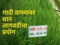 गादी वाफ्यावर धान लागवड, विदर्भासाठी फायदेशीर - Marathi News | Cultivation of paddy on raised bed, beneficial for Vidarbha | Latest agriculture News at Lokmat.com
