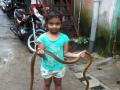पाच वर्षांची चिमुकली रीधिमा बनली सर्पमित्र  - Marathi News | Five-year-old Ridhima became friend of snakes | Latest pune News at Lokmat.com