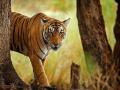 प्रकल्पनिहाय वाघांच्या नर-मादींची संख्या कळणार - Marathi News | The number of males and females of the project-wise tigers will be known | Latest national News at Lokmat.com