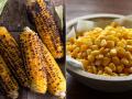 मका भाजून खावा की उकडवून? डॉक्टर सांगतात, 'या' पद्धतीने मका खाल्ल्यास मिळते संपूर्ण पोषण... - Marathi News | Roasting Or Boiling Which Is The Right Way To Consume Corn What is the best way to consume corn | Latest sakhi News at Lokmat.com