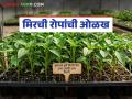 मिरची लागवड करताय, रोपांची ओळख कशी करावी, शेतकऱ्यांनो, विक्रमी उत्पादनासाठी हे लक्षात ठेवा! - Marathi News | Latest News Mirchi Lagvad When planting chillies, how to identify the plants, see benefial details | Latest agriculture News at Lokmat.com