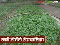 Tomato Nursery : तुम्ही टोमॅटोची रोपे तयार करत असाल तर 'या' गोष्टी लक्षात घ्या, वाचा सविस्तर  - Marathi News | Latest news Tomato rope Keep these points in mind while preparing tomato nursery | Latest agriculture News at Lokmat.com