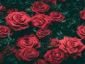 Rose Day 2018: जाणून घ्या गुलाबाचं फूल कसं बनलं प्रेमाचं प्रतीक? - Marathi News | HISTORY OF ROSE | Latest lifeline News at Lokmat.com