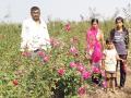 गुलाबशेतीनं फुलवला घोरपडे दांपत्याचा संसार - Marathi News | The world of the gourmand couple glowed with roses | Latest solapur News at Lokmat.com