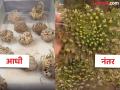 निसर्गाची कमाल! अनेक वर्ष मेलेल्या स्थितीत राहते ही अनोखी वनस्पती, पाण्याचा स्पर्श होताच पुन्हा होते हिरवीगार - Marathi News | Rose of jericho magical resurrection plant video goes viral | Latest jarahatke News at Lokmat.com