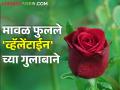 मावळात फुलले 'व्हॅलेंटाईन डे'साठी गुलाब; कसा मिळतोय गुलाबाला बाजारभाव - Marathi News | Roses for 'Valentine's Day' bloomed in the maval area; How is the market price of roses? | Latest agriculture News at Lokmat.com