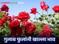 Roses in Demand : 'व्हॅलेंटाइन डे'ला गुलाबांचा भाव तेजीत; शेतकरी झाले मालामाल? वाचा सविस्तर - Marathi News | latest news Roses in Demand: Rose prices rise on Valentine's Day; Farmers become rich? Read in detail | Latest agriculture News at Lokmat.com