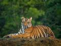 ताडोबा व्याघ्र प्रकल्पात १ जुलैपासून पर्यटन सफारी - Marathi News | Tourism safari at Tadoba Tiger Reserve from July 1 | Latest chandrapur News at Lokmat.com