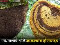 मधमाशांच्या पोळ्याला आग लावताय ? मग आता होईल दंड; वाचा काय आहे कारण - Marathi News | Setting fire to a beehive? Then you will be fined; Read what is the reason | Latest agriculture News at Lokmat.com