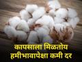 Todays Cotton Rates : आज बाजारात कशी होती कापसाच्या दराची स्थिती? - Marathi News | maharashtra agriculture farmer todays cotton rates market yard cci trader | Latest agriculture News at Lokmat.com