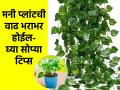 घरातला मनी प्लांट नीट वाढतच नाही? 3 टिप्स, ढेरेदार होईल घरातलं मनी प्लांट-वाढेल भराभर - Marathi News | How To Grow Money Plant Faster : How to Grow your money plant faster in water, soil | Latest sakhi News at Lokmat.com