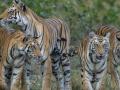 पाच वाघिणी पूर्व विदर्भातील व्याघ्र प्रकल्पात सोडणार - Marathi News | Five tigers to be released in Tiger Project in East Vidarbha | Latest bhandara News at Lokmat.com