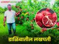 दुष्काळावर करुनीया मात शेटफळेचा रुपेश झाला डाळिंब शेतीतील सम्राट - Marathi News | Pomegranate has become the king of agriculture after overcoming drought | Latest agriculture News at Lokmat.com