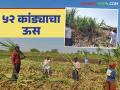 Sugarcane Success Story : उच्चशिक्षित शेतकऱ्याने एकरी १२६ टन ऊस उत्पादन घेऊन गाठला उच्चांक - Marathi News | Sugarcane Success Story : Highly educated farmer reaches record high with 126 tons of sugarcane production per acre | Latest agriculture News at Lokmat.com
