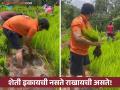लोकप्रिय अभिनेता रमला शेतमळ्यात, भात लागवडीचे Photo शेअर करत म्हणाला.... - Marathi News | Marathi Actor Ruturaj Phadke Farming in konkan photo video viral | Latest filmy News at Lokmat.com
