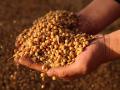 सोयाबीन सडले; पण शासकीय खरेदीच नाही! - Marathi News | Soy beans rotten; But no government purchase! | Latest vashim News at Lokmat.com