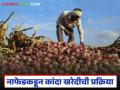 Nafed Kanda Kharedi : नाफेडकडून कांदा खरेदीची निविदा प्रक्रिया जाहीर, किती टन कांदा खरेदी होणार  - Marathi News | | Latest agriculture News at Lokmat.com