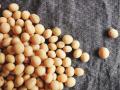 यंदाच्या हंगामात अंकुरणार घरगुती सोयाबीन! - Marathi News | Homemade soybeans to germinate this season! | Latest buldhana News at Lokmat.com