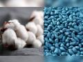बीटी बियाण्यांची दरवाढ; शेतकऱ्यांना २४ कोटींचा भुर्दंड - Marathi News | Price hike of Bt cotton seeds; 24 crore of hit to farmers | Latest amravati News at Lokmat.com