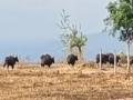 कोल्हापुरातील सादळे मादळे परिसरात १५ गव्यांचा कळप - Marathi News | 15 gaur in Sadale Madale area of Kolhapur | Latest kolhapur News at Lokmat.com