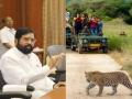 शिंदे सरकारने बारामतीची बिबट सफारी नेली जुन्नरला...! - Marathi News | eknath shinde govt took baramati leopard safari to Junnar | Latest pune News at Lokmat.com