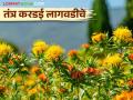 Kardai Lagvad : करडईच्या तेलाला मोठी मागणी, कशी कराल करडईची लागवड - Marathi News | Kardai Lagvad : High demand for safflower oil, how to cultivate safflower | Latest agriculture News at Lokmat.com