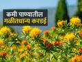 सुधारित पद्धतीने करडई पिकाची लागवड कशी कराल? - Marathi News | How to cultivate safflower crop by improved method? | Latest agriculture News at Lokmat.com