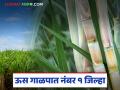 गेल्या वर्षीपेक्षा यंदा राज्यात जादा ऊस गाळप; 'हा' जिल्हा साखर उताऱ्यात नंबर एकवर - Marathi News | More sugarcane crushing in the state this year than last year; 'This' district ranks first in sugar output | Latest agriculture News at Lokmat.com