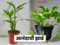 Positive Energy Plants : ही पाच झाडे लावा घरातील वातावरण राहील प्रसन्न - Marathi News | Positive Energy Plants : Plant these five plants and the atmosphere in the house will be happy | Latest agriculture News at Lokmat.com