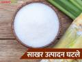 Sugar Production 2024-25 : गेल्या वर्षाच्या तुलनेत यंदा साखर उत्पादनात घट; आत्तापर्यंत किती साखर उत्पादन? - Marathi News | Sugar production has decreased this year compared to last year; How much sugar production has been done so far? | Latest agriculture News at Lokmat.com