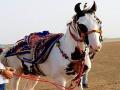 'या' घोड्यासाठी सलमानने लावली २ कोटींची बोली; त्यावरचं मालकाचं उत्तर ऐकून चक्रावून जाल! - Marathi News | Owner refuses Salman Khan Rs 2 crore offer for rare breed horse | Latest national News at Lokmat.com