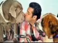 सलमान खानच्या आयुष्यात यांना आहे सगळ्यात जास्त महत्त्व - Marathi News | Salman Khan's unconditional love for his pets | Latest filmy News at Lokmat.com