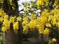 बहाव्याला आला बहर; यावर्षी चांगला पाऊस पडण्याची शक्यता - Marathi News | Cassia fistula blooming ; Chance of good rains this year | Latest bhandara News at Lokmat.com