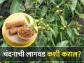 फायदेशीर चंदन लागवडीचे तंत्रज्ञान - Marathi News | Beneficial Sandalwood Cultivation Technology | Latest agriculture News at Lokmat.com