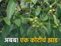 एका झाडाच्या विक्रीतून १.२५ कोटी रुपयांचे उत्पन्न - Marathi News | An income of Rs 1.25 crore from the sale of one tree | Latest agriculture News at Lokmat.com