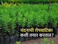 चंदन लागवडीसाठी रोपवाटिका कशी तयार करावी? - Marathi News | How to prepare a nursery for sandalwood cultivation? | Latest agriculture News at Lokmat.com